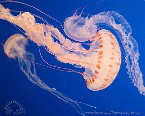 Atlantic Sea Nettle Jellyfish : Animals : Gary Regner Photography