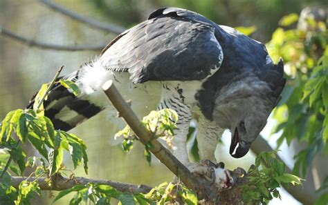 Harpy Eagle (Harpia harpyja) | about animals