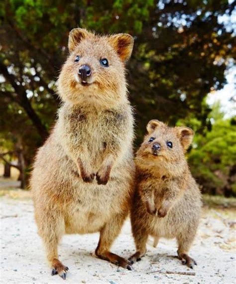 Photos Of Adorable Australian Animals For a Much Better Day | Cute australian animals, Australia ...