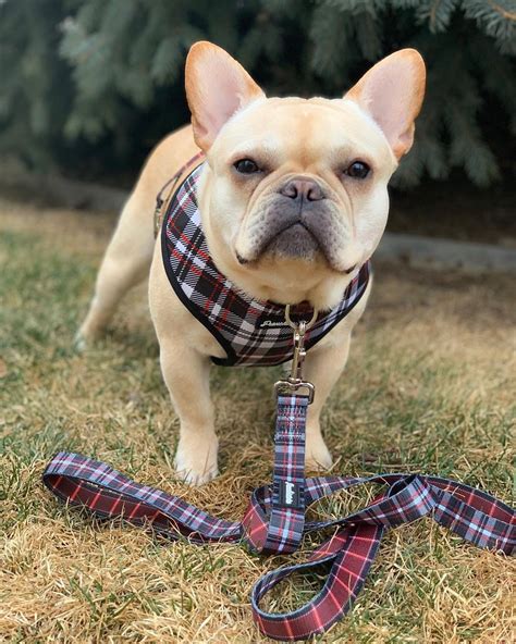 French Bulldog Harness | Versatile Health Harness | Tartan