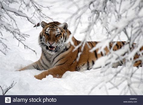 Siberian Tigers Snow Stock Photos & Siberian Tigers Snow Stock Images ...