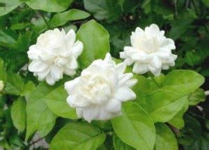 Thai Flower Jasmine ดอกมะลิ – Thai Language Hut School