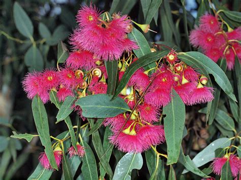 Eucalyptus flowers | Australian flowers, Flower images hd, Flower images