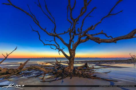 Driftwood at the Beach Before Sunrise | Royal Stock Photo