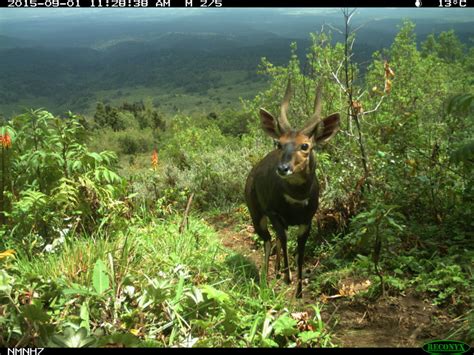 17 of the Coolest Animals on Mount Kenya - Stephanie Manka, Ph.D.