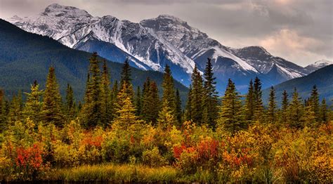 Canada Parc Montagnes Forêts Automne Banff Picea Arbrisseau Nature ...