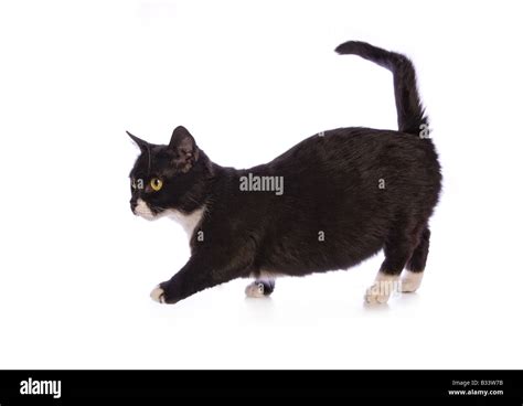 Cute fat black and white Munchkin cat isolated on white background Stock Photo - Alamy