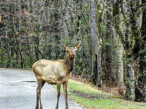 Nearly 200 years ago, wild Elk roamed the southern Appalachian ...