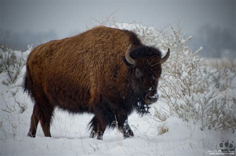 Bison In Fresh Snow by kkart on DeviantArt