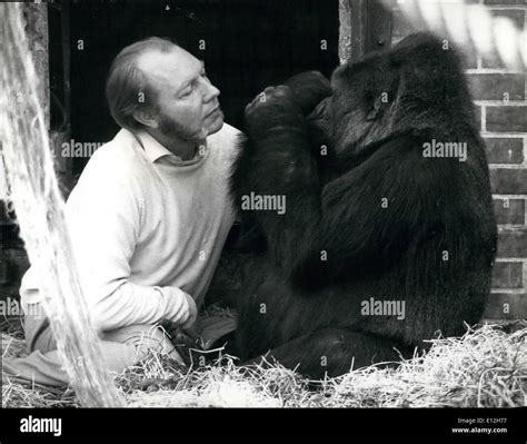 Aspinall gorillas hi-res stock photography and images - Alamy