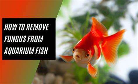 How To Remove Fungus From Aquarium Fish - BestFishKeeping