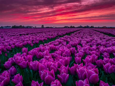 Tulip fields of Holland, Netherlands