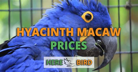 What are Hyacinth Macaw Prices? Costs for a Very Expensive Parrot