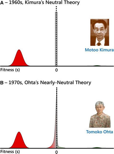 DFE according to the (nearly) neutral theory of molecular evolution.... | Download Scientific ...