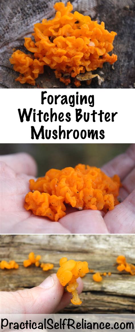 Foraging Witches Butter Mushroom