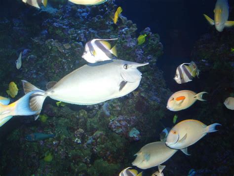 Maui fish Hawaii - tropical fish | Flickr - Photo Sharing!