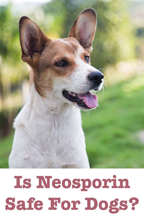 Is Neosporin Safe For Dogs? A Guide To This Antibiotic Ointment