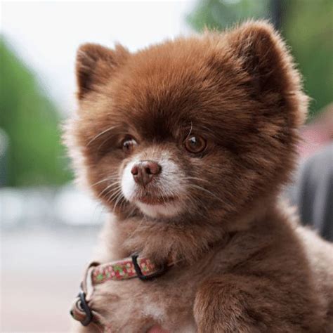 Teacup Pomeranian - Breed Profile & Information - SpiritDog Training