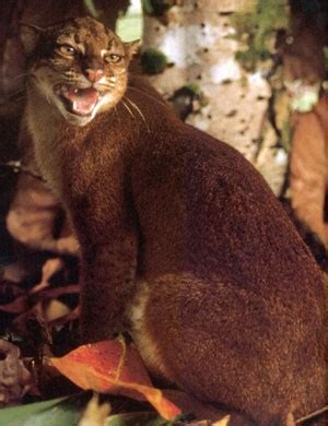 10 Most Amazing Small Wild Cats. Be Fascinated with the Elusive Bornean ...