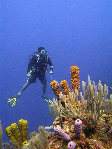 Diving on the Barrier Reef in Belize! | Belize barrier reef, Fish pet ...