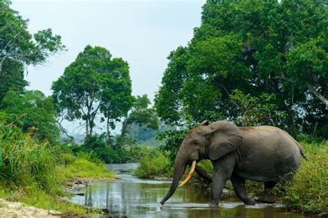 African Forest Elephant, African Jungle, African Rainforest, Congo Brazzaville, Congo River ...