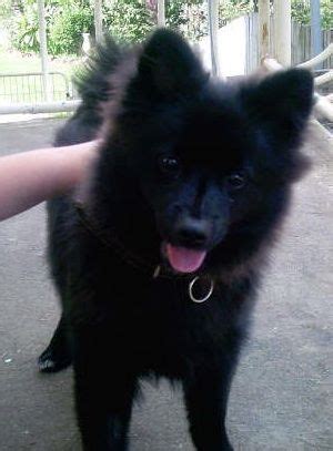 Pomeranian X Japanese Spitz Black - Pets Lovers