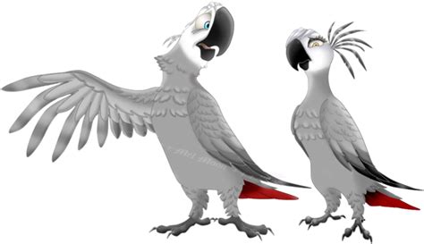 Grey Parrot | PNG All