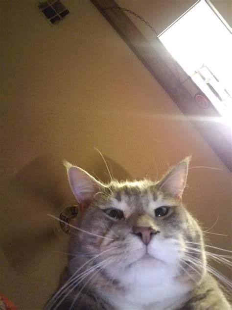 When you accidentally open the front facing camera | Cats, Animals, Memes