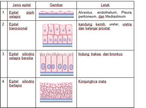 nama jaringan epitel - Felicity Nash