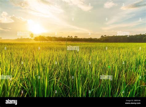 Rice field with sunrise or sunset over the sun in moning light Stock Photo - Alamy