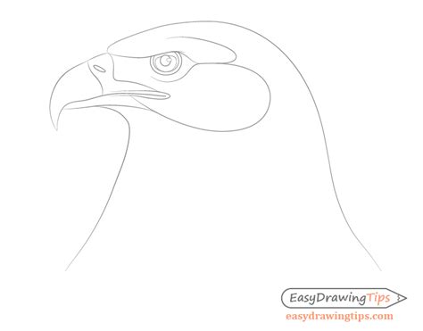 How to Draw an Eagle Head Step by Step - EasyDrawingTips