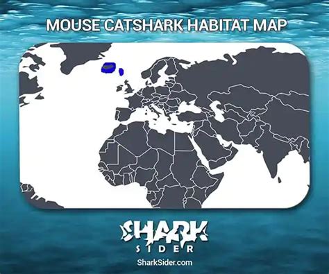 Mouse Catshark – Facts, Size, Behavior, Diet, Pictures