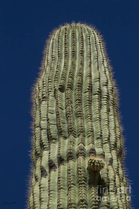 Sahuaro Cactus-Signed-#2440 Photograph by J L Woody Wooden - Fine Art ...