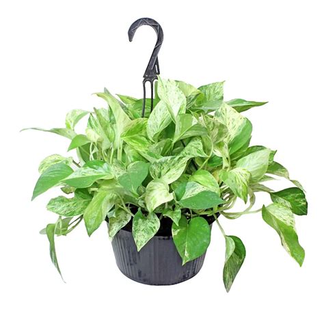 H-E-B Pothos Hanging Basket - Shop Patio & Outdoor at H-E-B