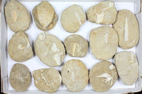 Flat: Cretaceous Marine Vertebrate Fossils - 15 Pieces (#96112) For Sale - FossilEra.com