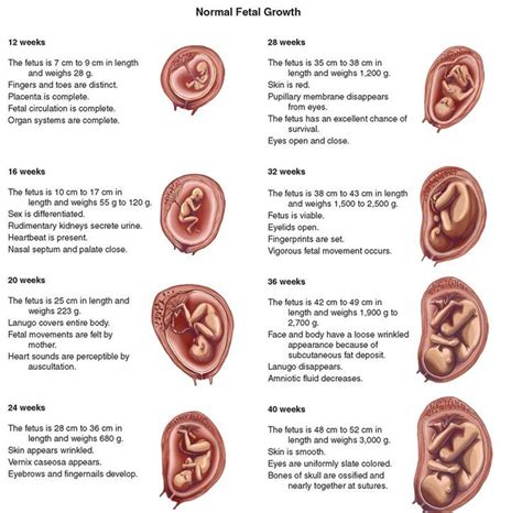 10 best Prenatal Development images on Pinterest | Prenatal development ...