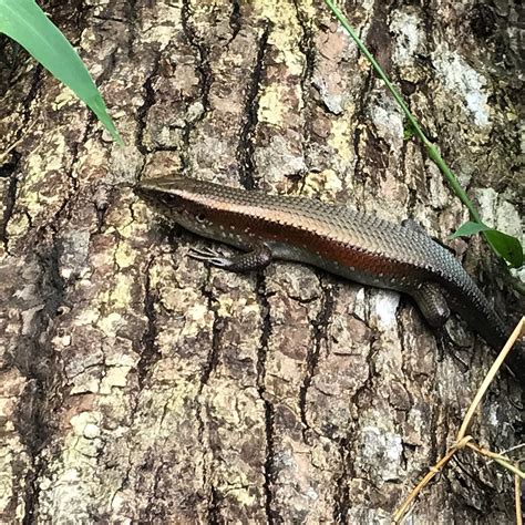 Common sun skink Eutropis multifasciata Family Scincidae #… | Flickr