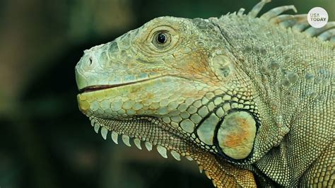 Green iguanas: Florida clarifies message to kill 'whenever possible'