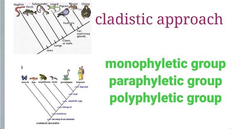 cladistic approach: monophyletic group,paraphyletic group or ...