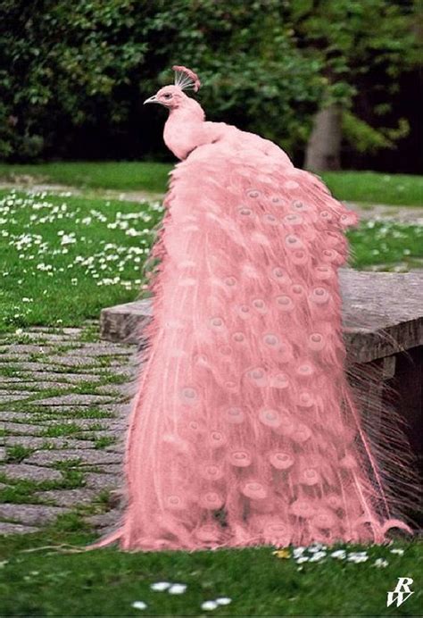 WOW! So beautiful! I didn't know pink Peacocks existed. | Beautiful ...