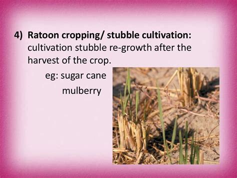 Multiple cropping systems