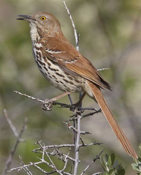 Brown Thrasher | Audubon Field Guide