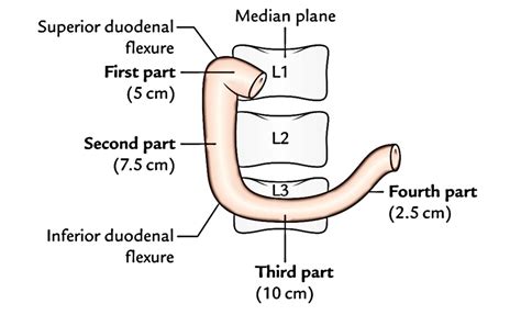 Duodenal Anatomy - Anatomy Book