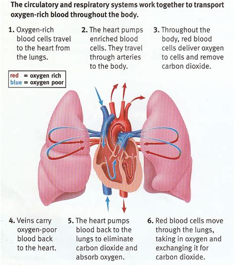 Get Oxygenated Blood In Heart Diagram Pics | World of Diagrams