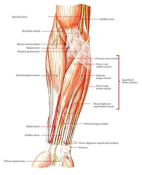 Palmaris Longus – Earth's Lab