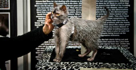 Lykoi ‘Werewolf Cat’ is Taking the Internet by Storm | Discovery Blog | Discovery