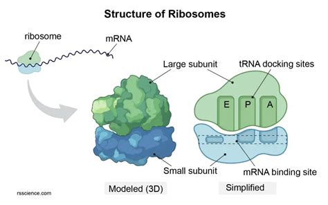 Ribosome - protein factory - definition, function, structure and biology