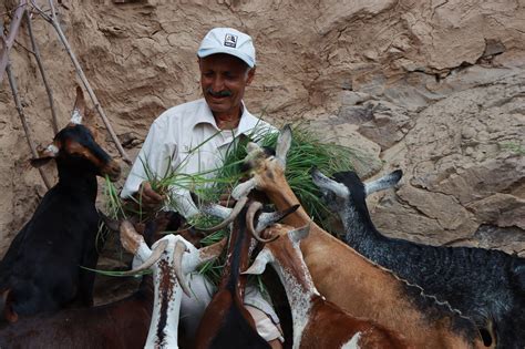 Yemen: Land, Sea, Airwaves - livelihood-specific COVID-19 sensitization