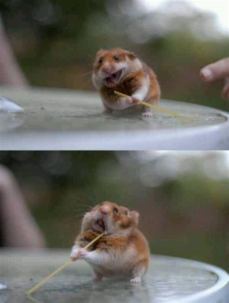 Funny face hamster | Funny animals, Cute baby animals, Cute animals