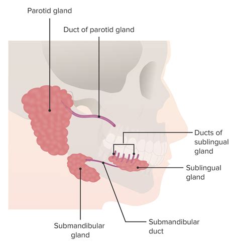 Submandibular Duct